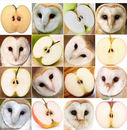 comparison - apple or barn owl.jpg